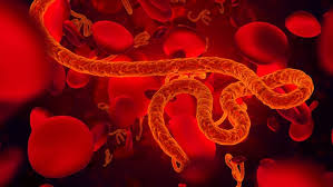 EBOLA VIRUS
