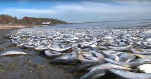 FISH ARE DYING OFF