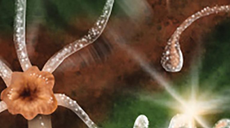 Hydra Transhumanism