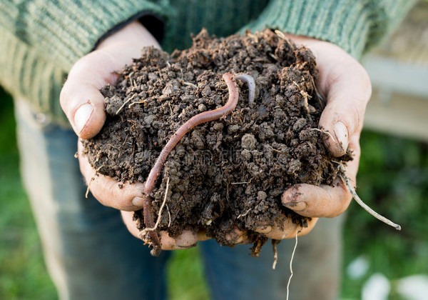 Soil Studies