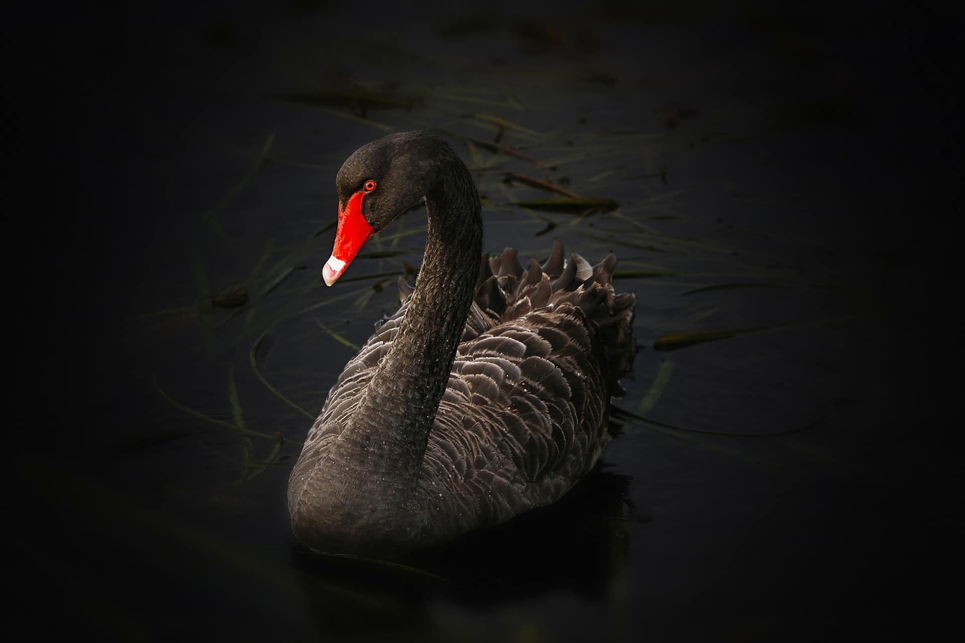 black swan event